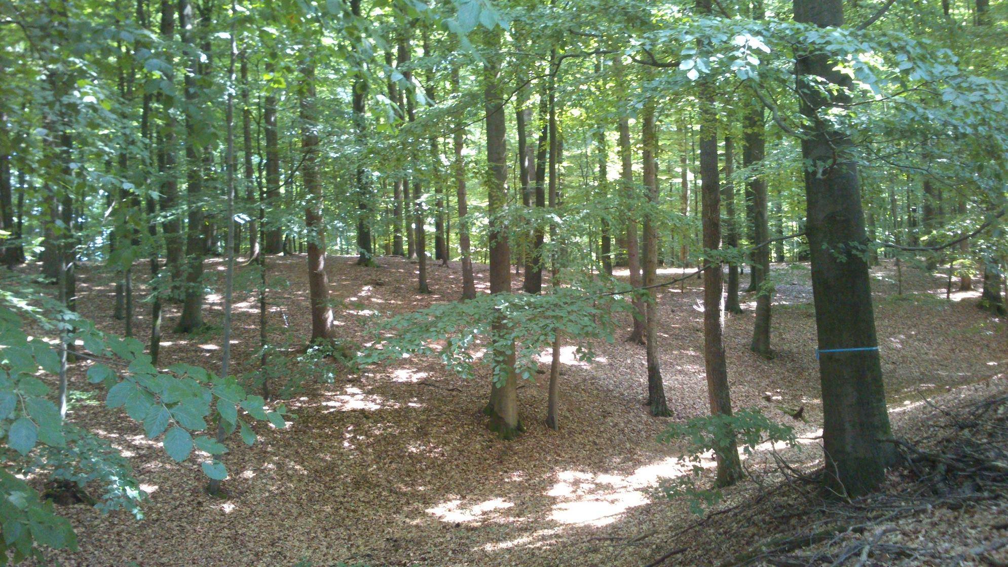 Pylli i paqës