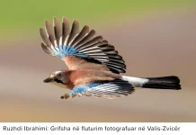 Foto nga Ruzhdi Ibrahimi: Grifsha në fluturim realizuar në Valis-Zvicër Grifsha në fluturim realizuar në Valis-Zvicër
