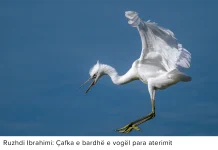 Ruzhdi Ibrahimi: Çafka e bardhë e vogël para aterimit