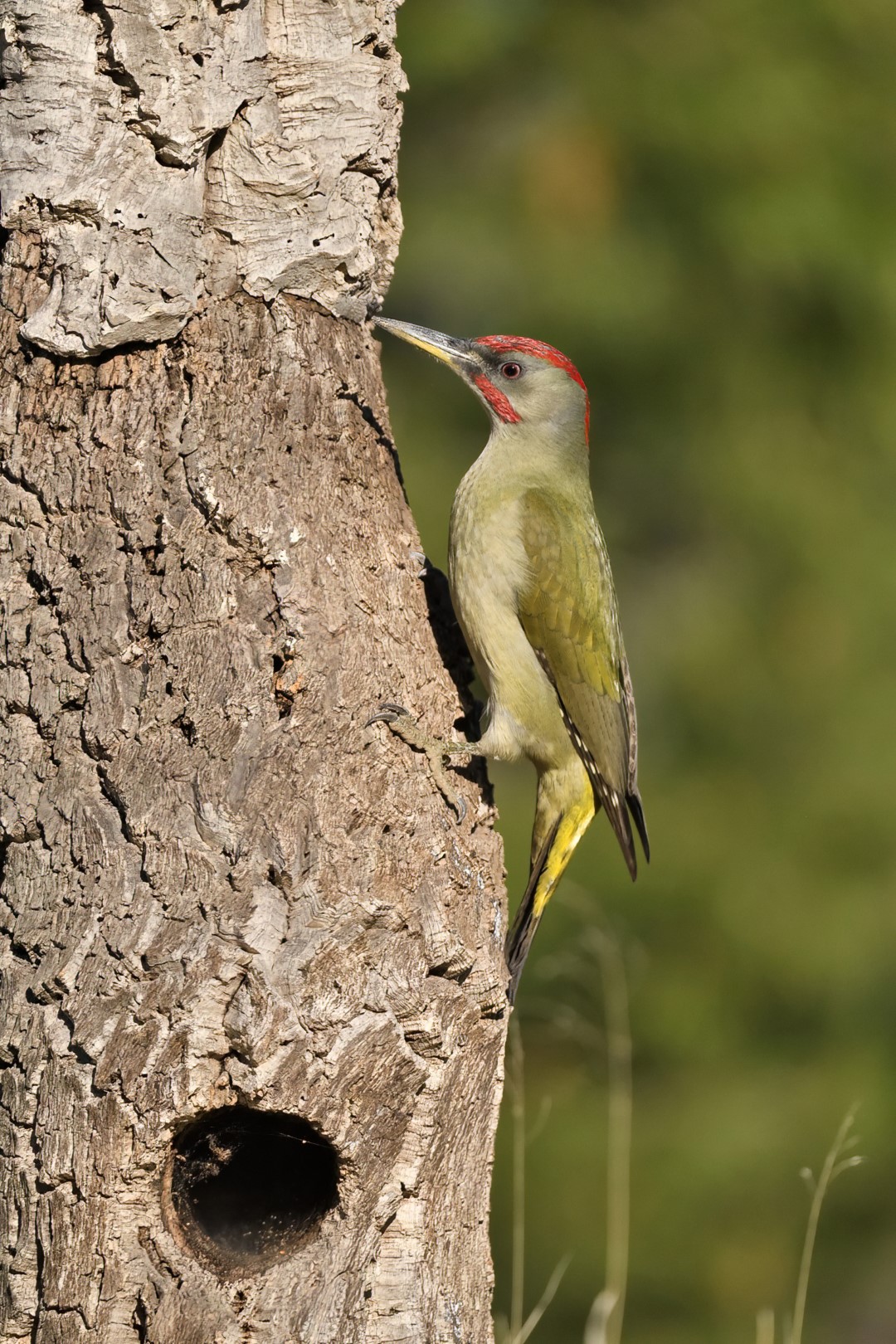 Pikthi jeshil iberian, Foto: Refik Ibrahimi