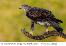 Shqiponja bishtvijëzuar – Foto nga Ruzhdi Ibrahimi Shqiponja bishtvijëzuar | Bonelli's eagle | Habichtsadler | Aigle de Bonelli | (Aquila fasciata), Valencia, Spanjë