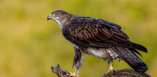 Shqiponja bishtvijëzuar – Foto nga Ruzhdi Ibrahimi Shqiponja bishtvijëzuar | Bonelli's eagle | Habichtsadler | Aigle de Bonelli | (Aquila fasciata), Valencia, Spanjë