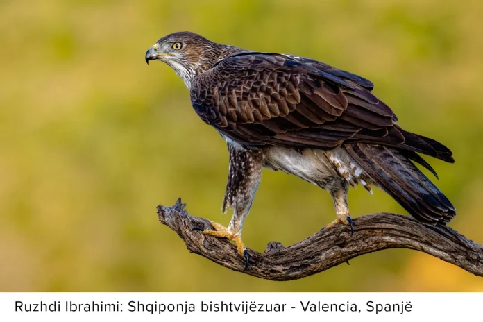 Shqiponja bishtvijëzuar | Bonelli's eagle | Habichtsadler | Aigle de Bonelli | (Aquila fasciata), Valencia, Spanjë