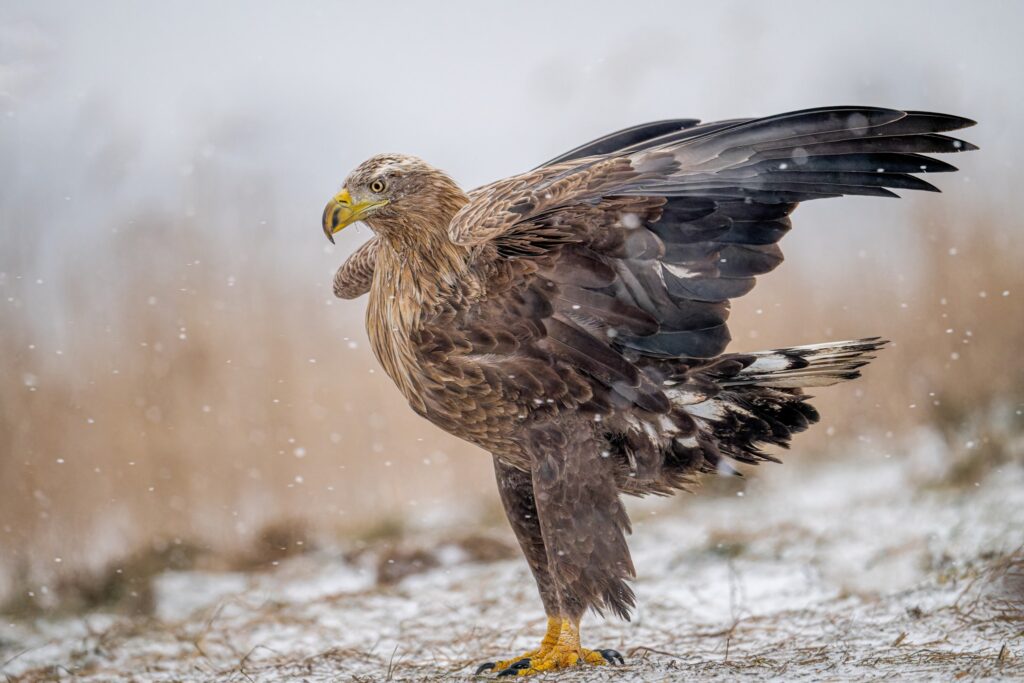 White tailed eagle
