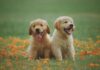 28 gushti, dita ndërkombëtare kur kujtohen kafshët që nuk janë më