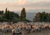 Tradita e Transhumancës në Blegtorinë Shqiptare u pranua nën mbrojtjen e UNESCO-s
