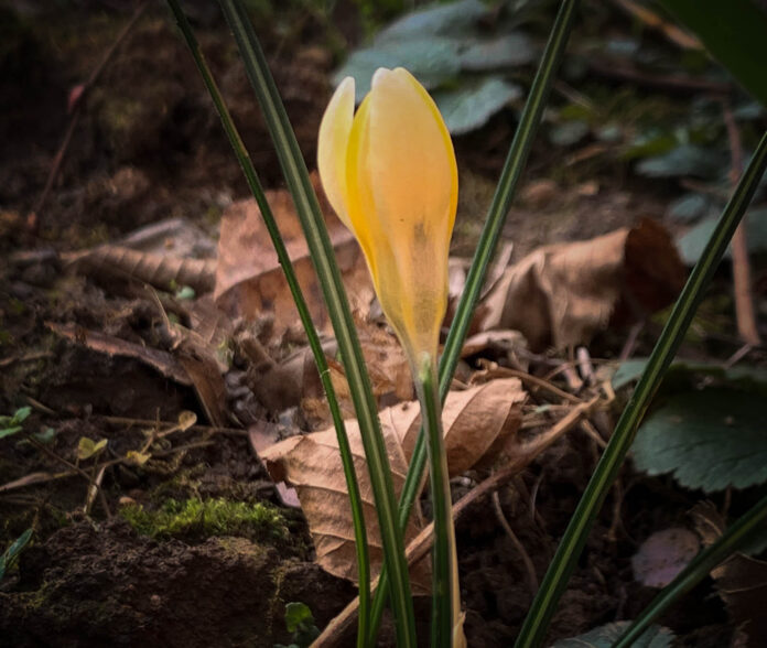 pavaresia