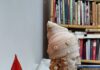 Dr. Ornela Radovicka: Duke udhëtuar në vëllimin poetik “Përflakja” e autores Shqipe Bytyqi