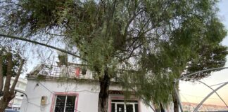 150 vjet nga mbjellja e një druri të rrallë nga Naim Frashëri në Sarandë