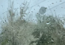 Dhuratë një detaj